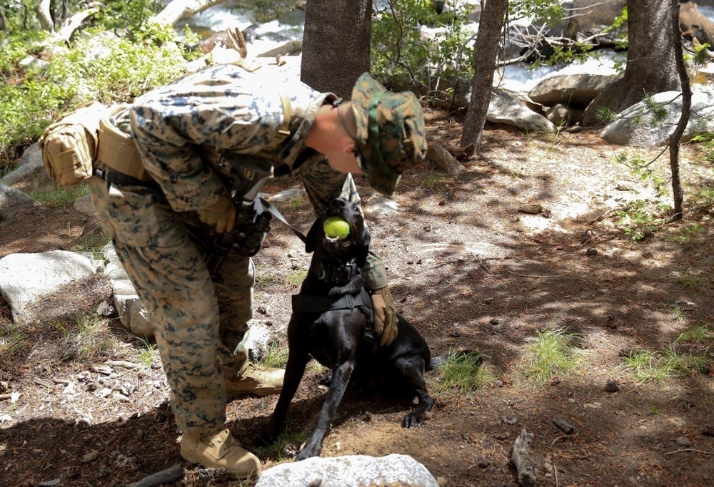 Specialized search dog trains in IED detection during Mountain Warfare Training