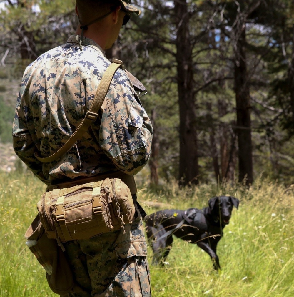 Specialized search dog trains in IED detection during Mountain Warfare Training