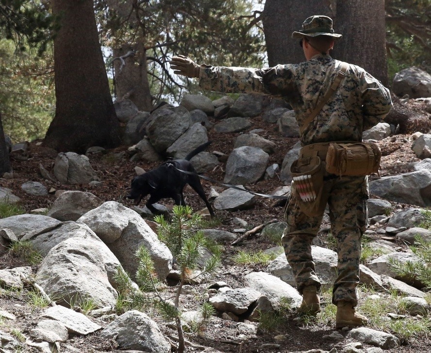 Specialized search dog trains in IED detection during Mountain Warfare Training