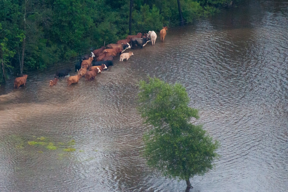 Hurricane Harvey flooding Port Arthur