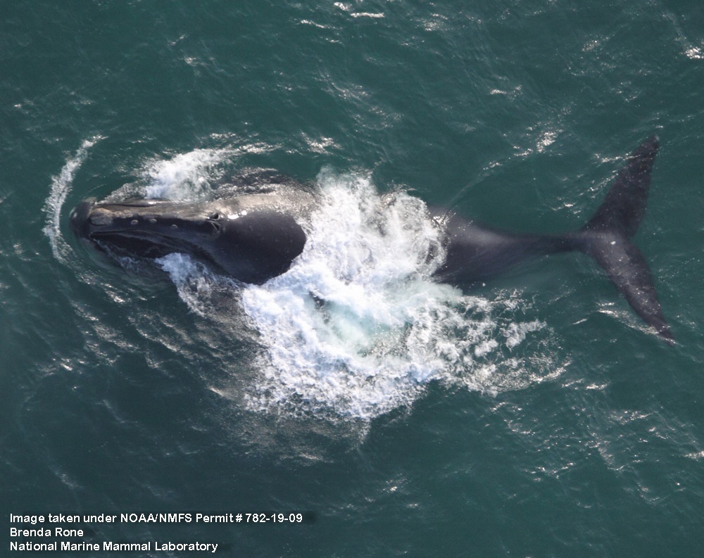 North Pacific right whale sighted during a 2009 research cruise. Photo courtesy of National Marine Mammals Laboratory