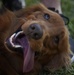 Therapy dogs visit dorm residents