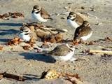 Semi-palmated Plovers and threatened Western Snowy Plovers