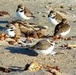 Semi-palmated Plovers and threatened Western Snowy Plovers