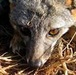 San Nicolas Island Fox