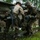 Fox's Battle of Hue City Fox's Battle of Hue City
