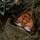 Fox's Battle of Hue City Fox's Battle of Hue City