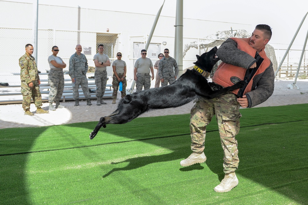 Military working dog exercise