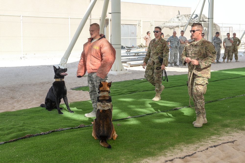 Military working dog exercise