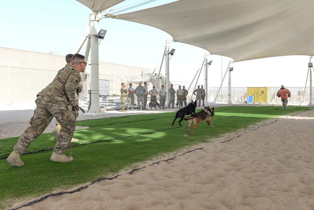 Military working dog exercise