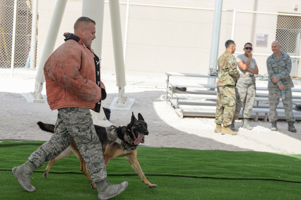 Military working dog exercise