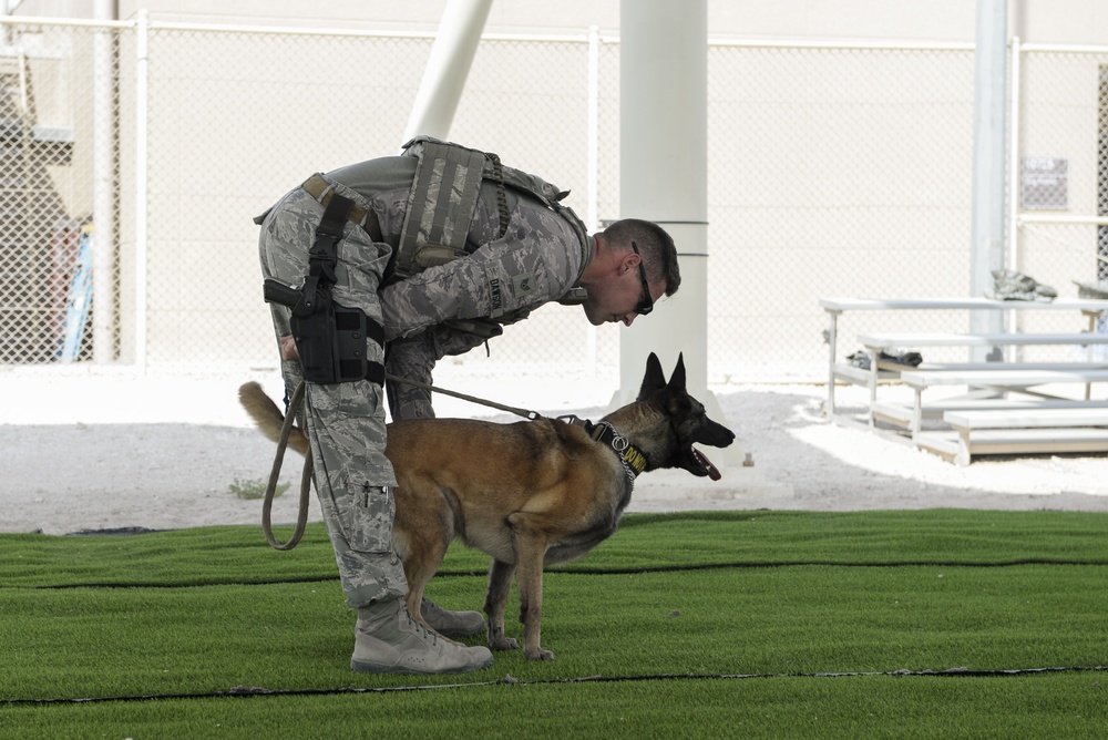 Military working dog exercise