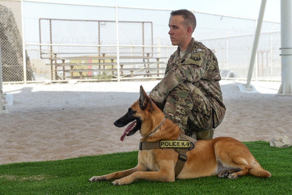 Military working dog exercise