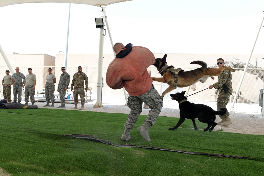 Military working dog exercise