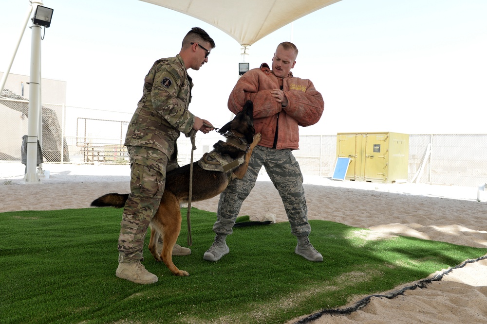 Military working dog exercise