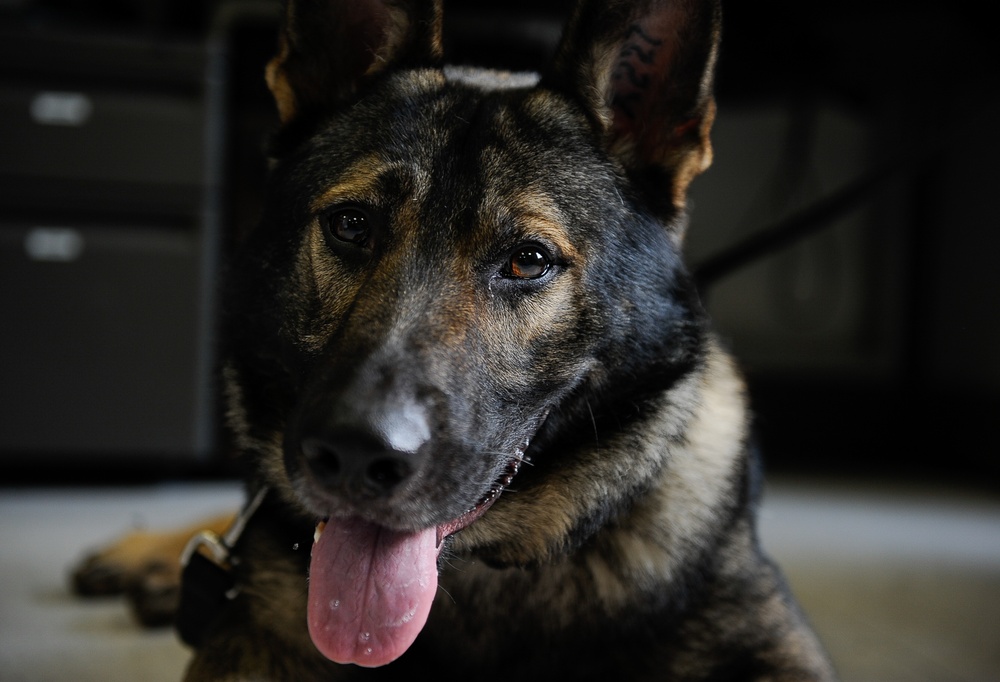 Army, Air Force band together for Airman’s best friend