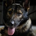 Army, Air Force band together for Airman’s best friend