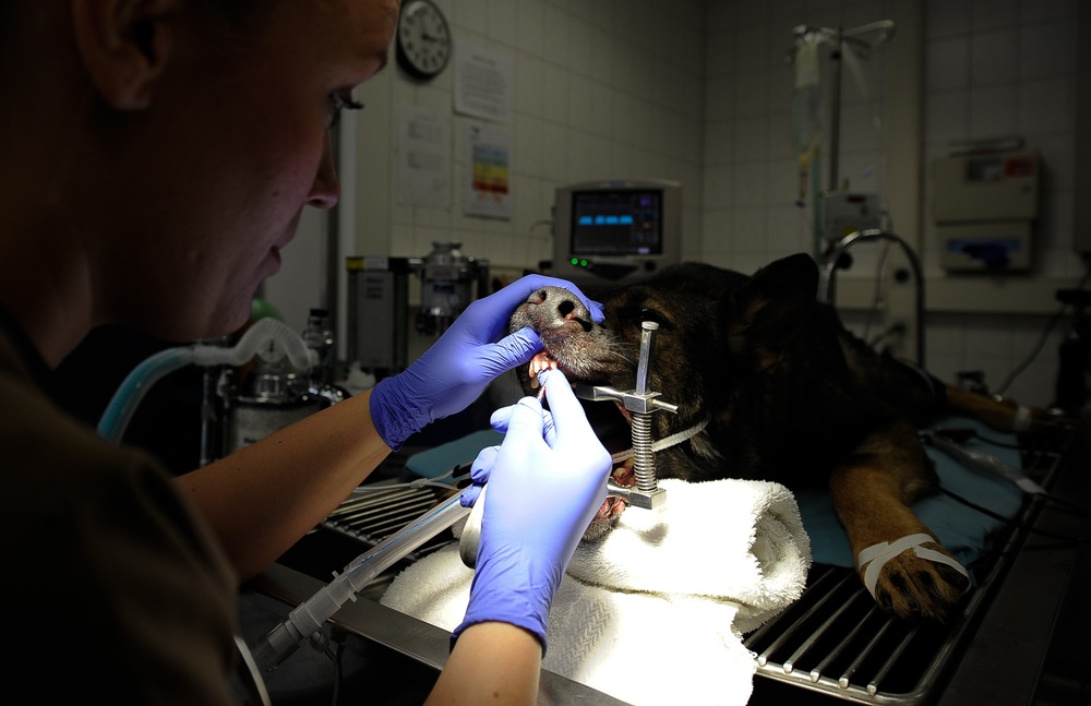 Army, Air Force band together for Airman’s best friend
