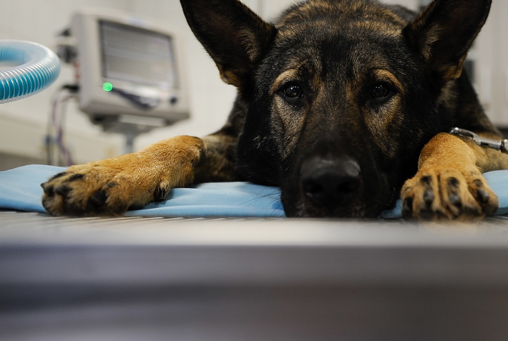 Army, Air Force band together for Airman’s best friend