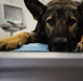 Army, Air Force band together for Airman’s best friend