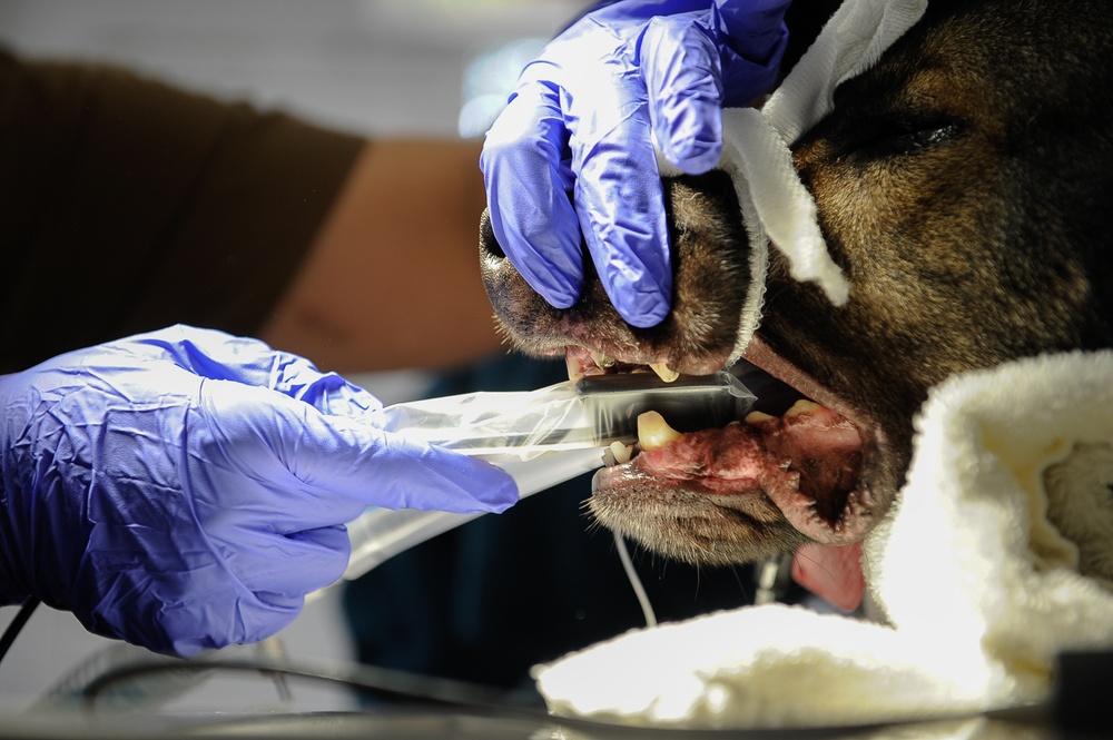 Army, Air Force band together for Airman’s best friend