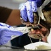 Army, Air Force band together for Airman’s best friend