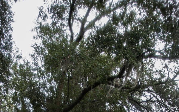 Hurricane Irma Recovery