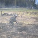 Arctic Wolves conduct live-fire training at JBER