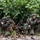 FINEX Day 2, U.S. Marines, Sailors and SAF Work Together to Attack and Defend