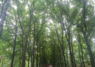 Market Garden - 12km March To Remember The Fallen