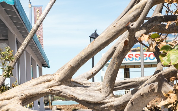 Hurricane Irma aftermath