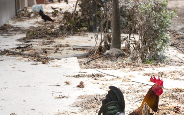 Hurricane Irma aftermath