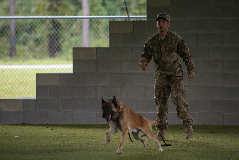 Military working dog demonstration