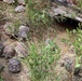 Gopher Tortoises Returned to Wild