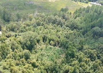 Joint Eradication Teams Trim “Grass” Production in State