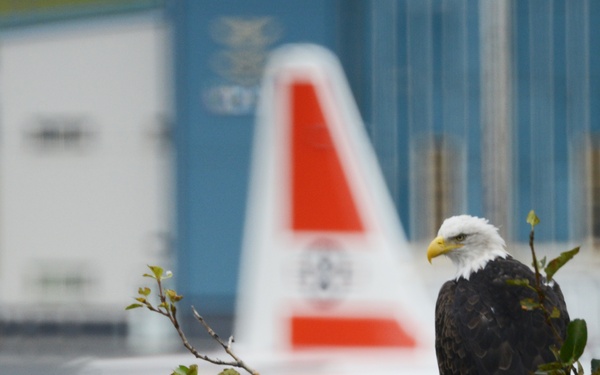A bald eagle appears to stand the watch at Coast Guard Air Station Kodiak