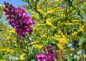 United States Army Reserve Receives Two National Environmental Education Foundation Grants