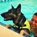 Doggy Swim Day