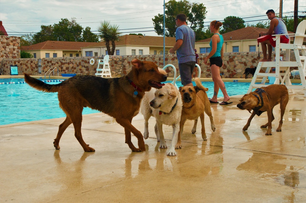Doggy Swim Day