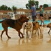 Doggy Swim Day
