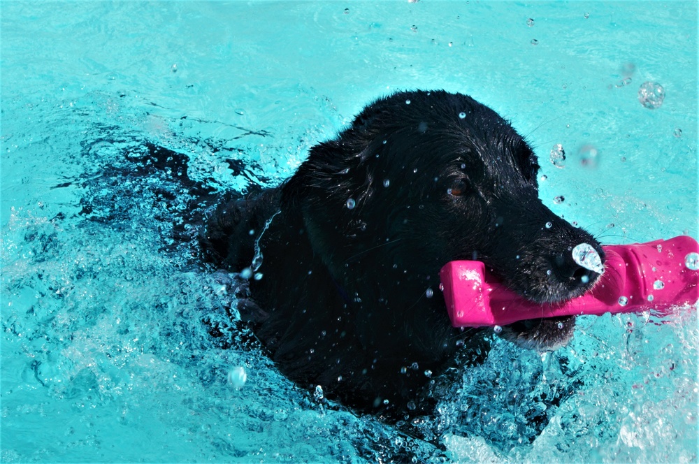 Doggy Swim Day