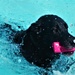 Doggy Swim Day