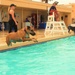 Doggy Swim Day