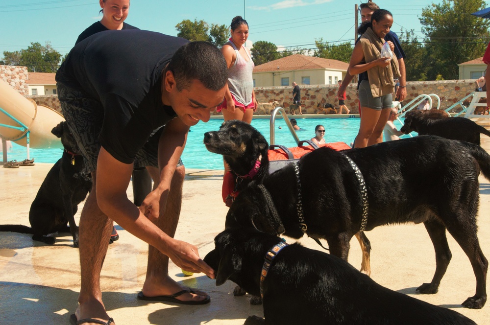 Doggy Swim Day