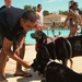 Doggy Swim Day