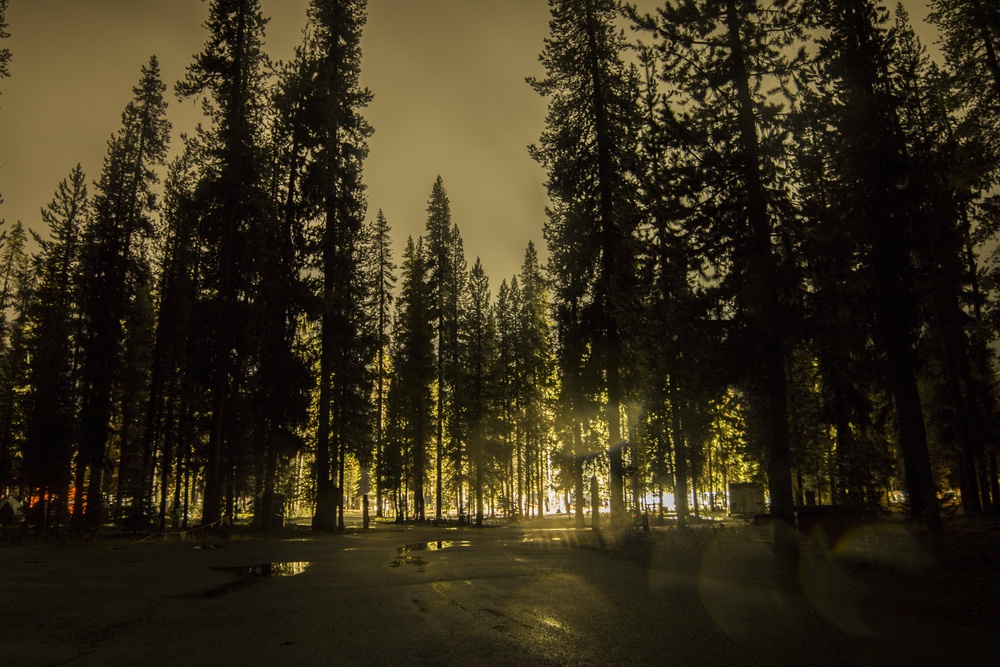 Lights Through the Trees