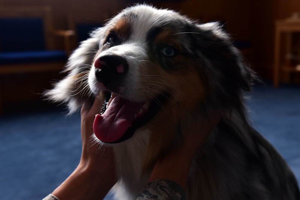 Morale dog charged with spiritual well-being of Airmen