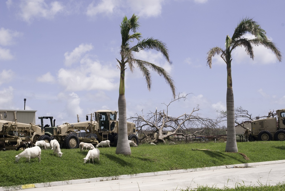 Livestock on the Loose - USVI Relief