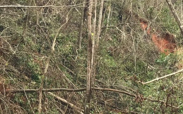 FEMA NY-TF 1 Working Dogs