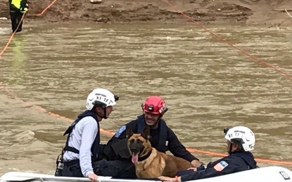 FEMA NY-TF 1 Working Dogs